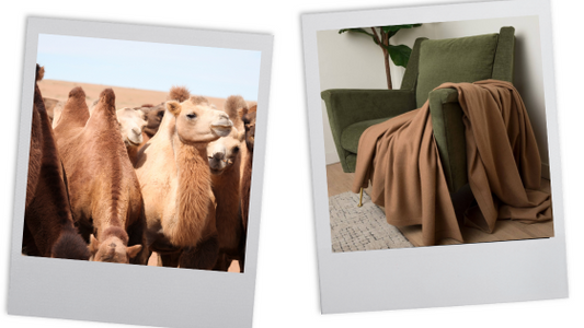 Bactrian Camels and Camel Hair Blanket